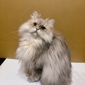 美しいブルーゴールデンの男の子
