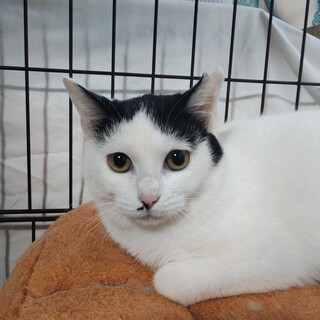 ハチワレおかっぱでボブテイル