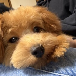 里親さん募集してます