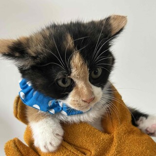 住宅地にある畑で生まれた仔猫