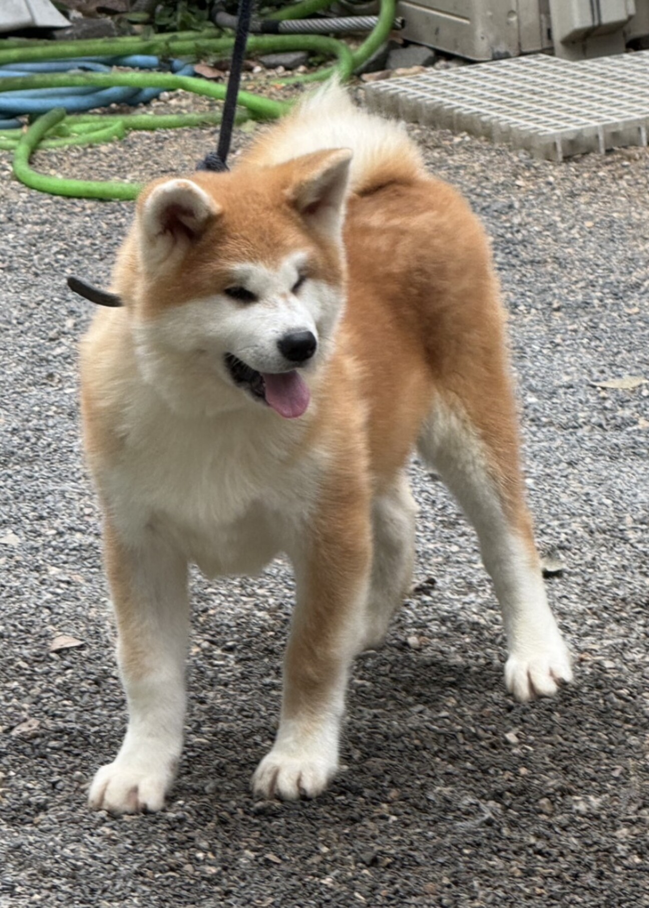 6月産まれ秋田犬の男の子です。」岐阜県 - 犬の里親募集(532700) 2枚目