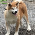 6月産まれ秋田犬の男の子です。
