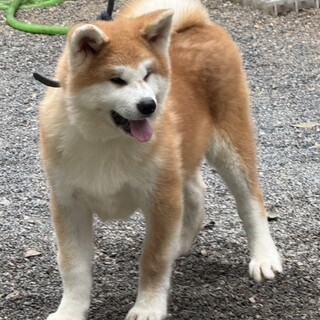 6月産まれ秋田犬の男の子です。