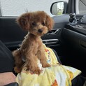 里親さんを探しています
