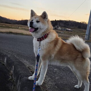 秋田犬　推定3歳　女の子