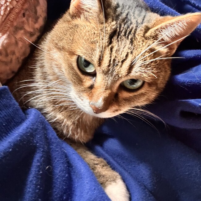 なんにのカバー写真