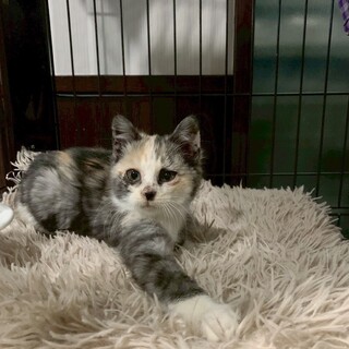 3匹兄妹♥アイラインくっきり♡のこちゃん