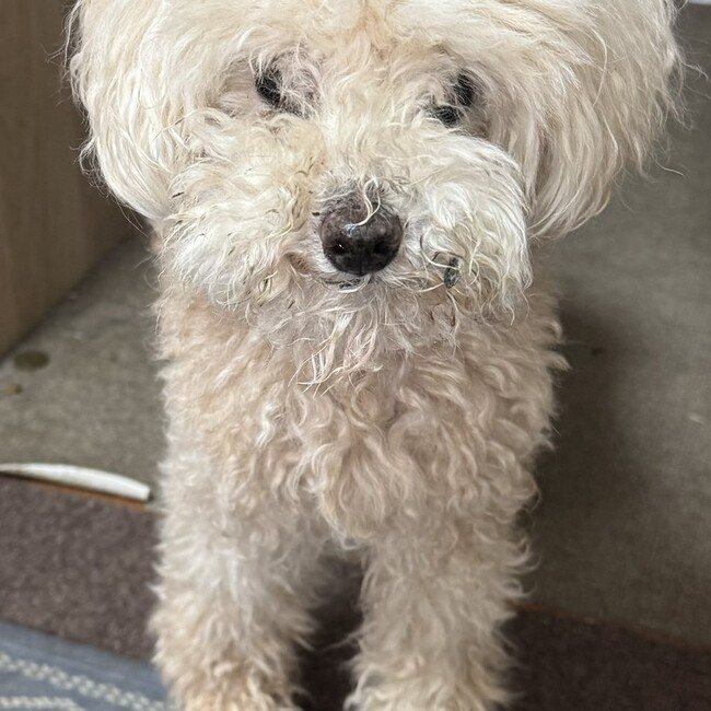 くぅパパのカバー写真