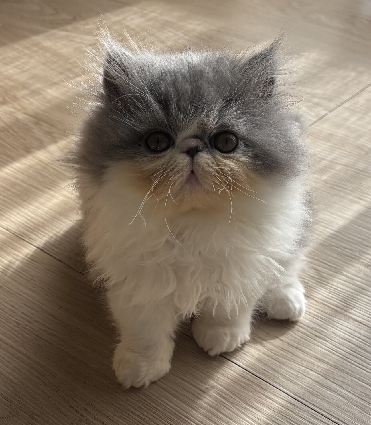 エキゾチックロングヘアの」愛知県 - 猫の里親募集(532704