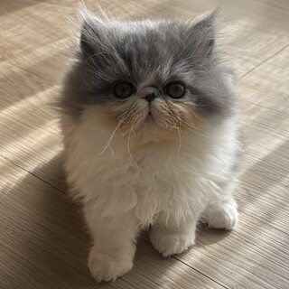 エキゾチックロングヘアのもふもふ兄弟