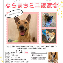 ならまちミニ譲渡会(生駒譲渡センター)