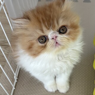 エキゾチックロングヘアーのもふもふ兄弟