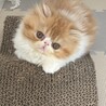 エキゾチックロングヘアーのもふもふ兄弟 サムネイル2