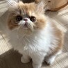 エキゾチックロングヘアーのもふもふ兄弟 サムネイル3