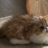 エキゾチックロングヘアーのもふもふ兄弟 サムネイル4