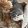 エキゾチックロングヘアーのもふもふ兄弟 サムネイル5