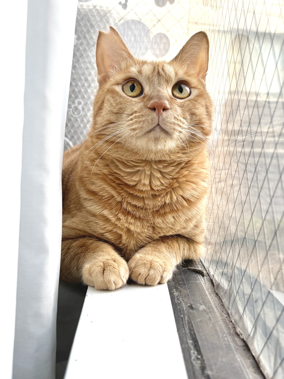 ちょっとびびりんで、心優しい　ろく君 サムネイル7