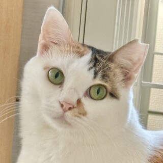 愛らしい瞳とボブテールが魅力のさんごちゃん