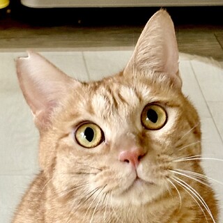 ちょっとびびりんで、心優しい　ろく君