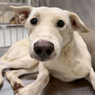 優しいお顔の　たっぴぃくん　3-4歳