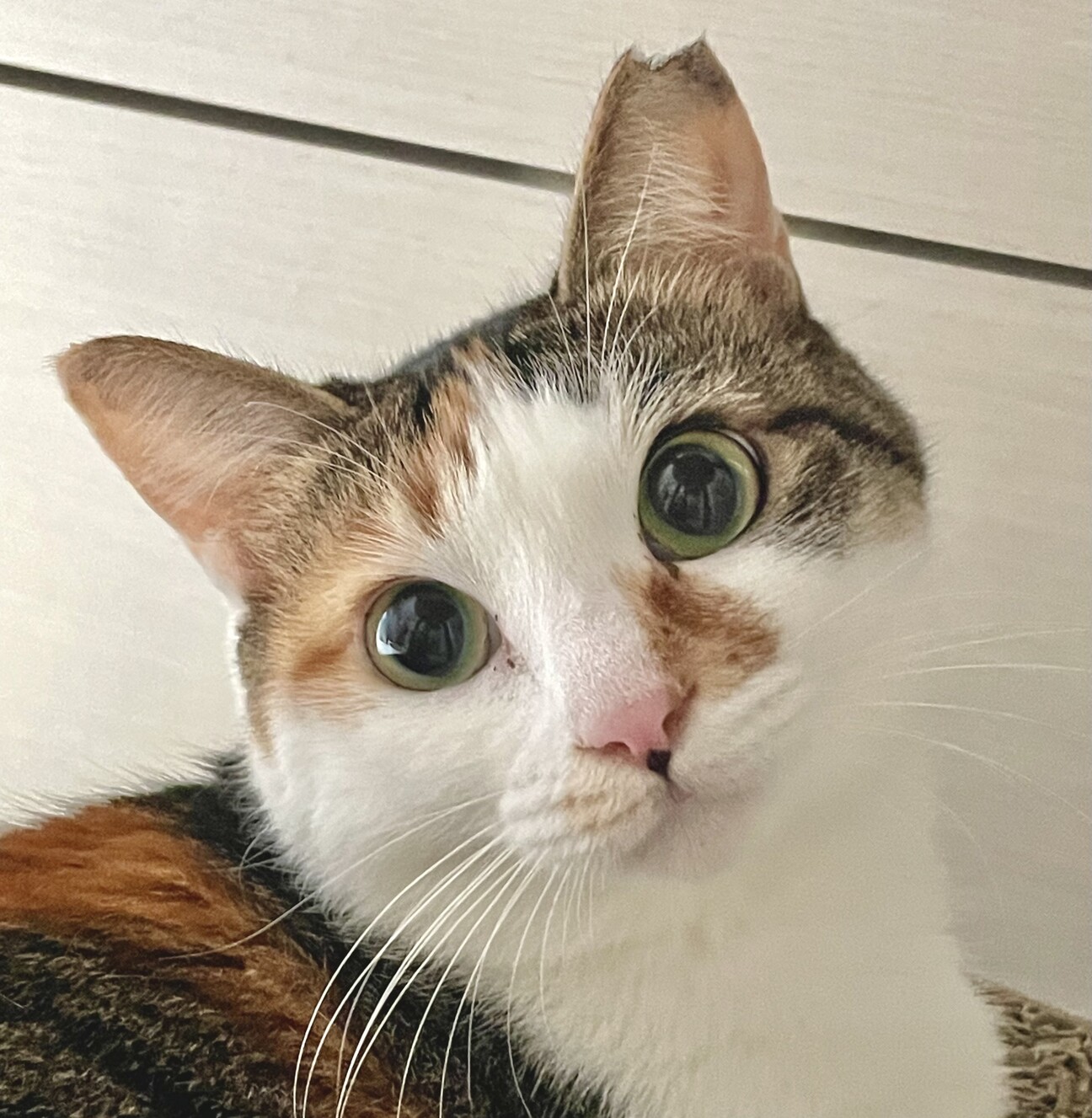 愛らしい瞳としなやかな尻」東京都 - 猫の里親募集(532717