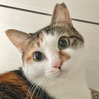 愛らしい瞳としなやかな尻尾が魅力の美らちゃん