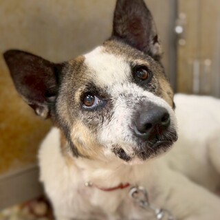 シニアわんこ　浅虫ちゃん　10歳〜