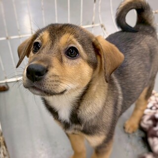 【相談中】かわいい子犬　ゴルゴちゃん　2ヶ月