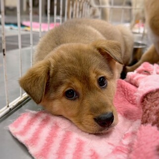 かわいい子犬　パルメちゃん　2ヶ月