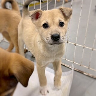 【相談中】かわいい子犬　カマンちゃん　2ヶ月