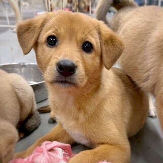 【相談中】かわいい子犬　チェダーちゃん　2ヶ月