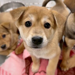 【相談中】かわいい子犬　ゴーダちゃん　2ヶ月