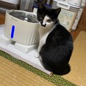 白黒の子猫です 生後2ヶ月