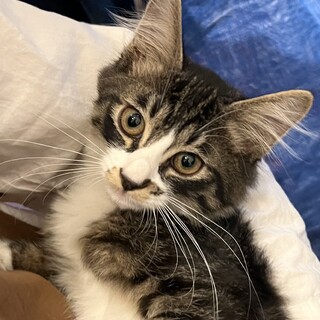 耳毛ふさふさ　長毛子猫ミゲルくん