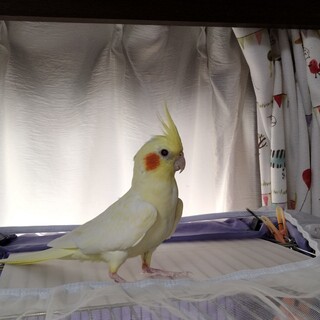 宜しくお願いします2