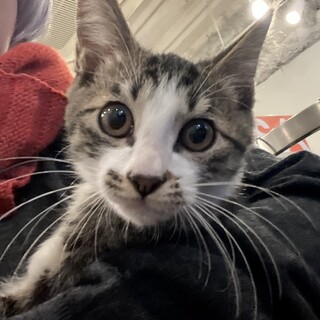 仲良し兄弟と一緒に！　キジ白いちごくん