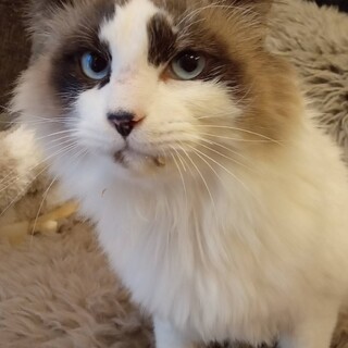 ラグはとっても甘えん坊さんです