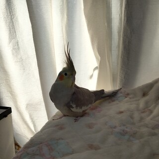 宜しくお願いします3