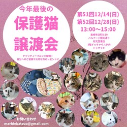 保護猫譲渡会