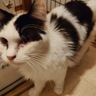 甘えん坊　クロシロ猫　里親さん募集