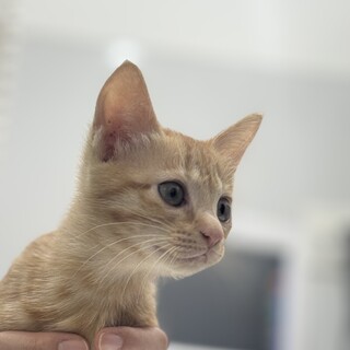 茶トラ女の子のアオバちゃん