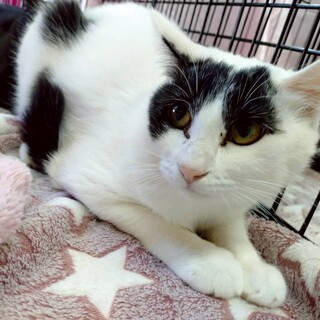 人馴れ訓練がんばってるから待っててね/あいちゃん