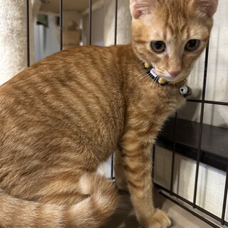 おっとりおおらかウッディくん