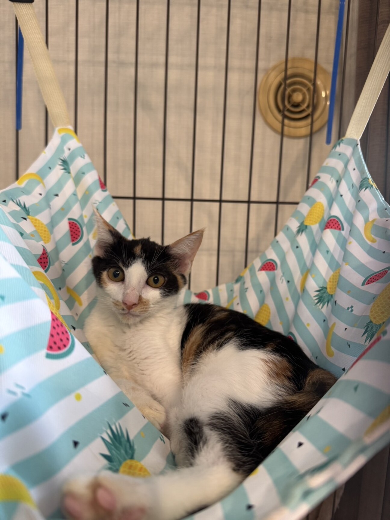 おもちゃに目がない系ミケ」兵庫県 - 猫の里親募集(532732