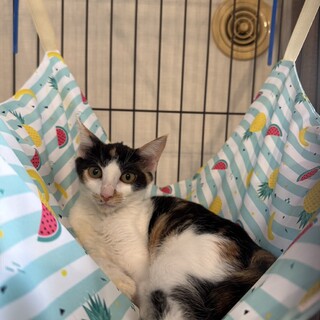 おもちゃに目がない系ミケジョ　ジェシーちゃん