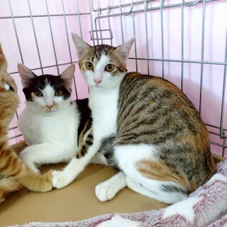 おっとり麦わら三毛ピープちゃん