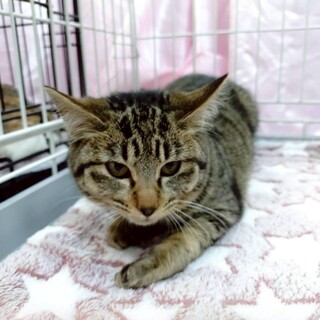 丸顔と短いしっぽがかわいいビオラ