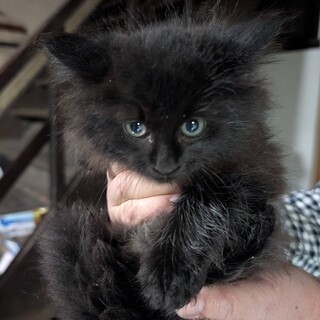 【交渉中】茶トラ＆黒モフ仲良し兄弟