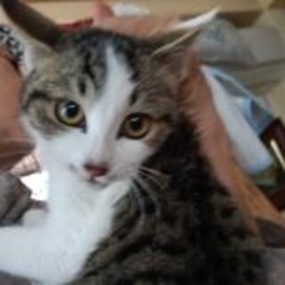 イケメン白サバ 子♂4ヶ月 超ゴロゴロな甘えん坊