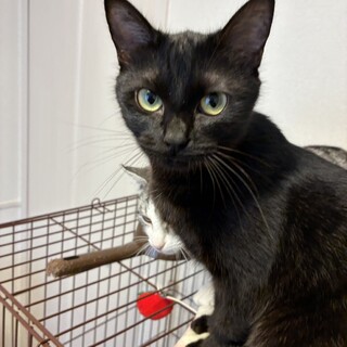 【元気いっぱいの黒猫】くろ豆(旧キャビア)ちゃん